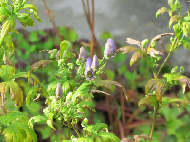 Aconitum japonicum CopenhagenBGAconitumJaponicumVarMontatum1.JPG