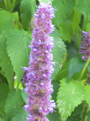 Agastache foeniculum CopenhagenBGAgastacheFoeniculumFlower.JPG