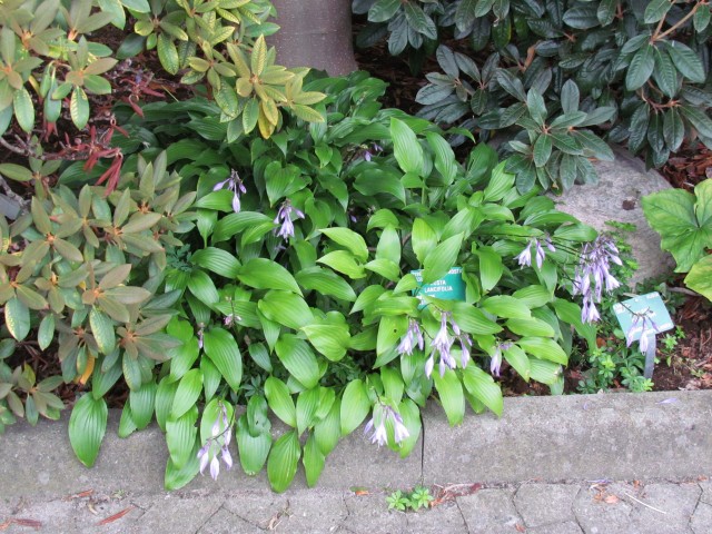hosta lancifolia CopenhagenBGHostaLancifolia.JPG