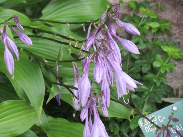 hosta lancifolia CopenhagenBGHostaLancifoliaFlower.JPG