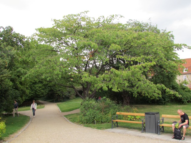 Prunus serrulata CopenhagenBGPrunusSerrulata.JPG