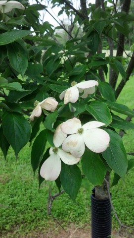 Cornus kousa CornusKousaMargaretFrancinePenningtonMemorialTreeFlower.jpg