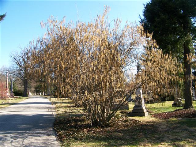 Picture of Corylus americana  American Filbert