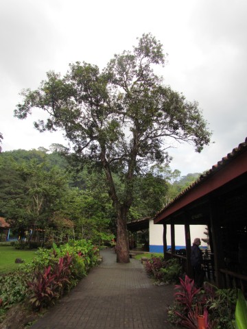 Mangifera indica CostaRicaMagnificaIndica3.JPG