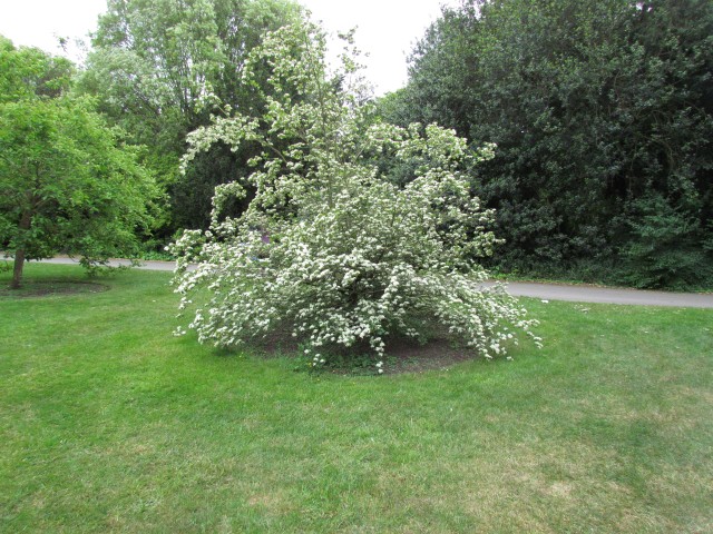 Crataegus pentagyna CrataegusPentagynaKewFull2.JPG