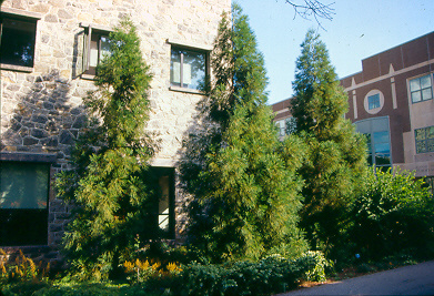 Picture of Cryptomeria japonica 'Yoshino' Yoshino Japanese Cryptomeria