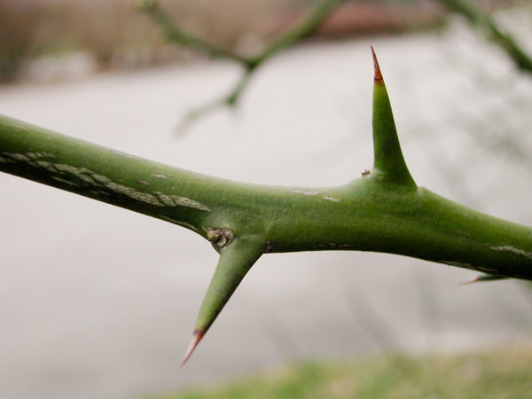 Poncirus trifoliata DSCN0073.jpg