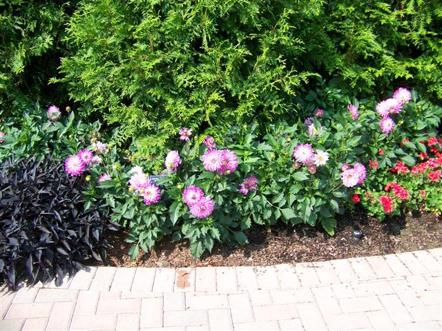 Picture of Dahlia  'XXL Vera Cruz Pink White' XXL Vera Cruz Pink White Dahlia