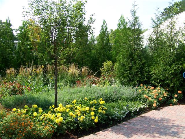 Picture of Dahlia  'XXL Durango'  XXL Durango Dahlia