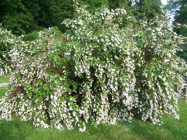 Deutzia scabra DeutziaGodsallPink1.JPG