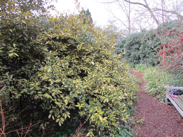 Elaeangus pungens ElaeagnusPungensMaclata.JPG