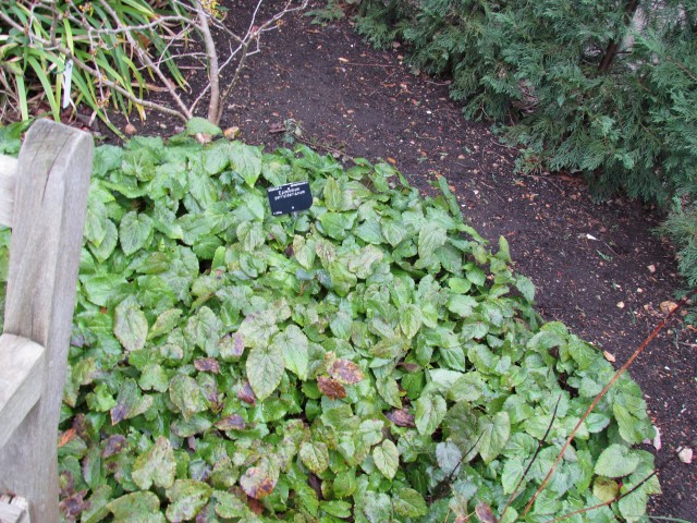 Epimedium perralderianum EpimediumPerralderianum2.JPG