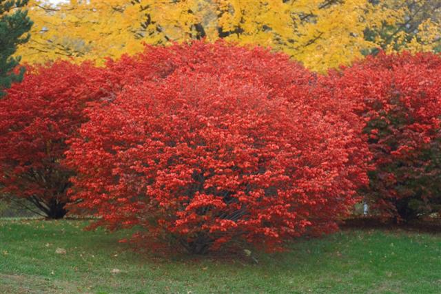 Picture of Euonymus alatus 'Compactus' Compact Burning Bush