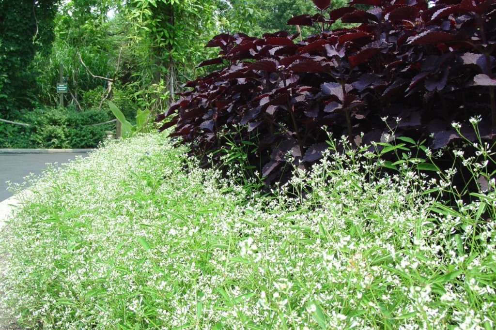 Picture of Euphorbia hybrid 'Diamond Frost�' Diamond Frost� Euphorbia
