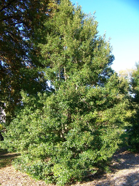 Ilex x attenuata 'Fosteri' Fosters.Holly.JPG