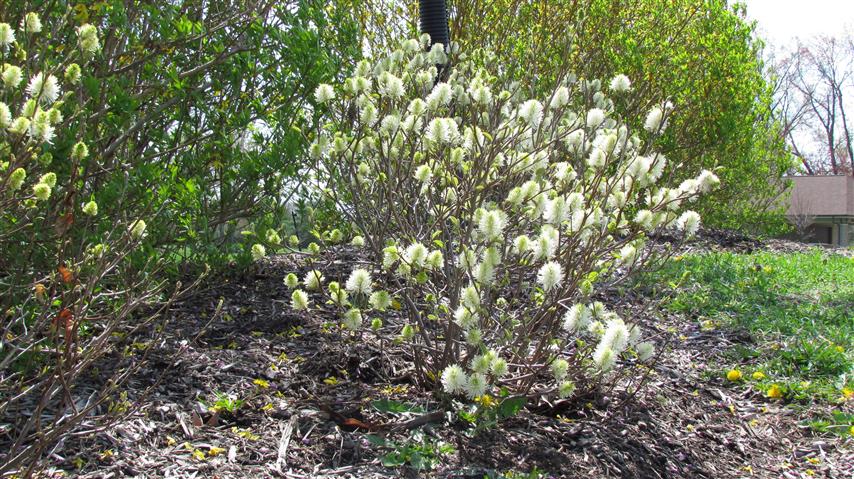 Fothergilla gardenii GoodShepherdFothergilla2.JPG