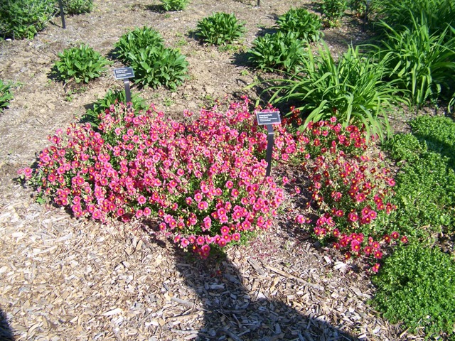 Picture of Helianthemum nummularium 'Hartswood Ruby' Hartswood Ruby Rockrose