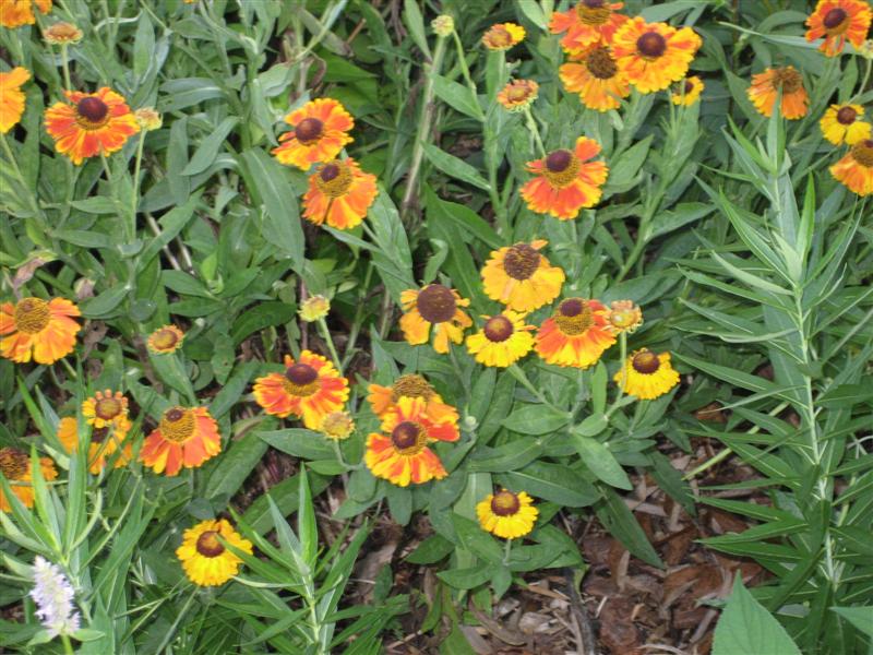 Helenium autumnale Helenium_autumnale_plant_st.JPG