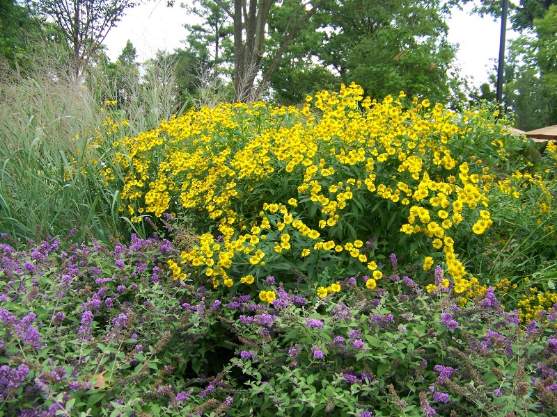Picture of Helenium autumnale  Sneezeweed, Helens Flower