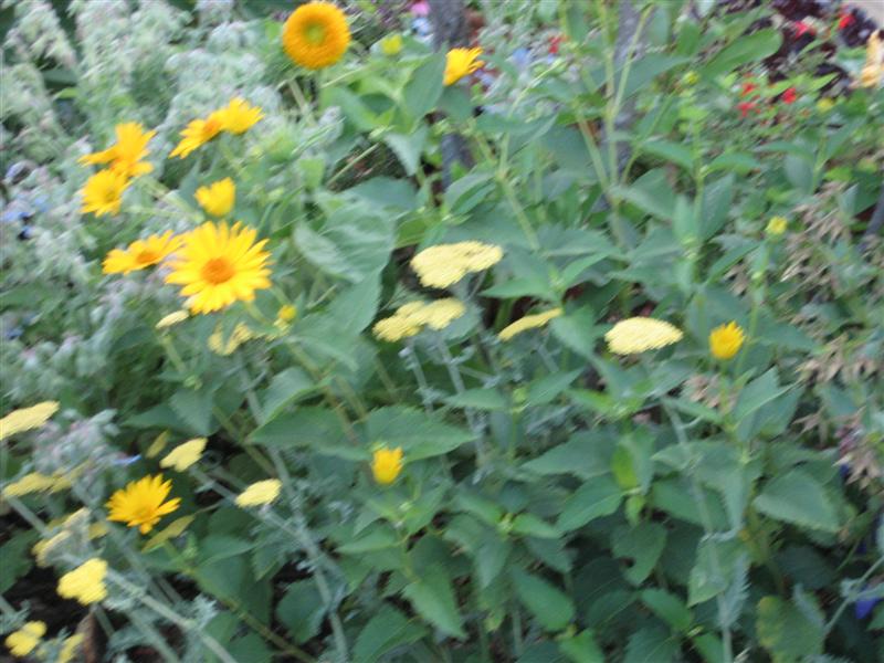 Heliopsis helianthoides Heliopsis_helianthoides_plant_st.JPG