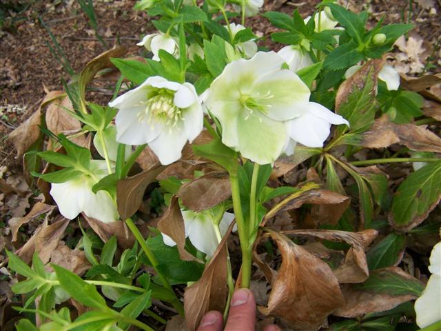 Picture of Helleborus x hybridus 'White Lady' Lenten Rose