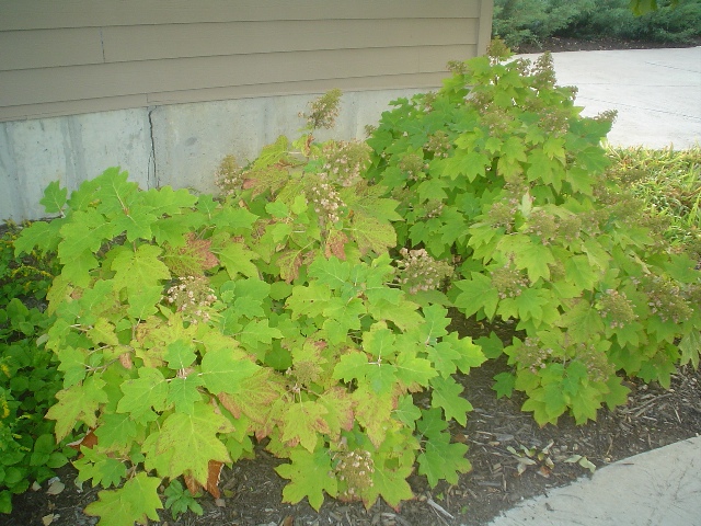 Picture of Hydrangea quercifolia 'Sikes Dwarf' Oakleaf Hydrangea