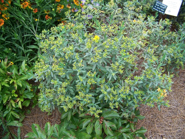 Picture of Hypericum kalmianum 'Blue Velvet'� Blue Velvet St. Johnswort