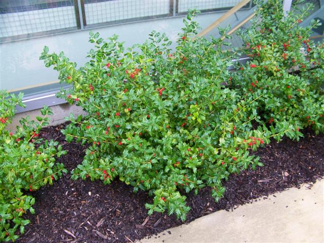 Picture of Ilex x meserveae 'China Girl'� China Girl Holly