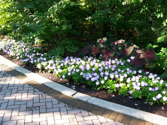 Picture of Impatiens hawkerii 'Celebration Icy Blue New Guinea' Celebration Icy Blue New Guinea Impatiens