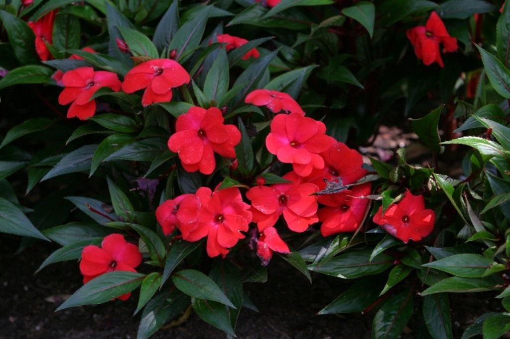 Picture of Impatiens hawkeri 'Infinity� Cherry Red' Infinity� Cherry Red New Guinea Impatiens