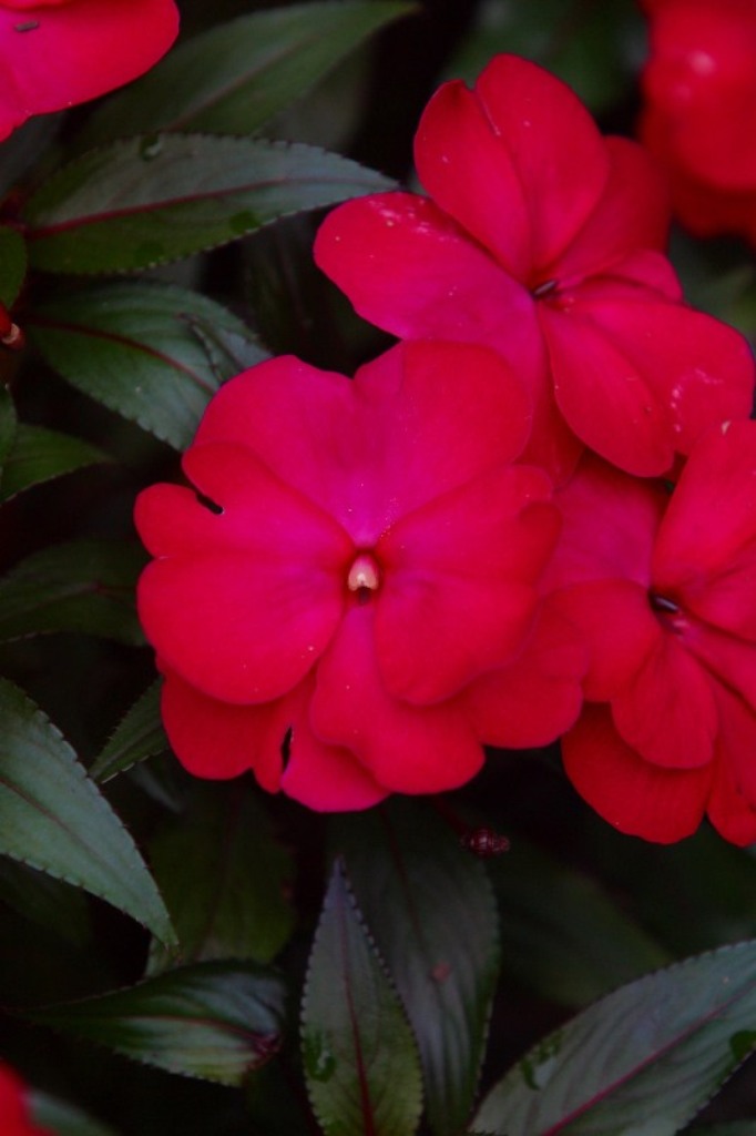 Picture of Impatiens x hawkeri 'Infinity� Ruby Flash'  Infinity� Ruby Flash Impatiens