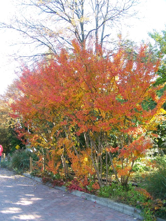 Picture of Lagerstroemia indica 'Catawba' Catawba Crapemyrtle