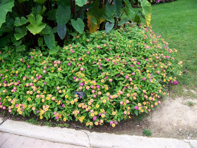 Picture of Lantana  Luscious� Berry Blend� Luscious� Berry Blend� Lantana