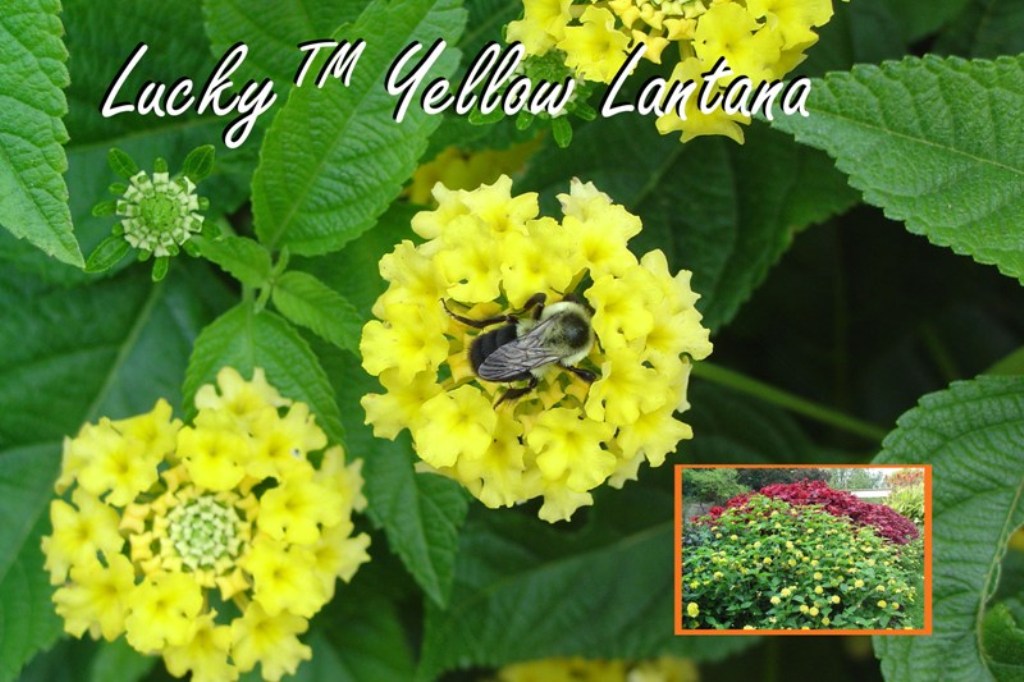 Picture of Lantana camara 'Lucky Yellow' Lucky Yellow Lantana