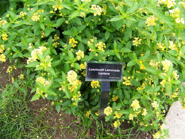 Picture of Lantana  Luscious� Lemonade Luscious� Lemonade Lantana