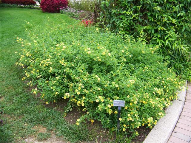Picture of Lantana  Luscious� Lemonade Luscious� Lemonade Lantana
