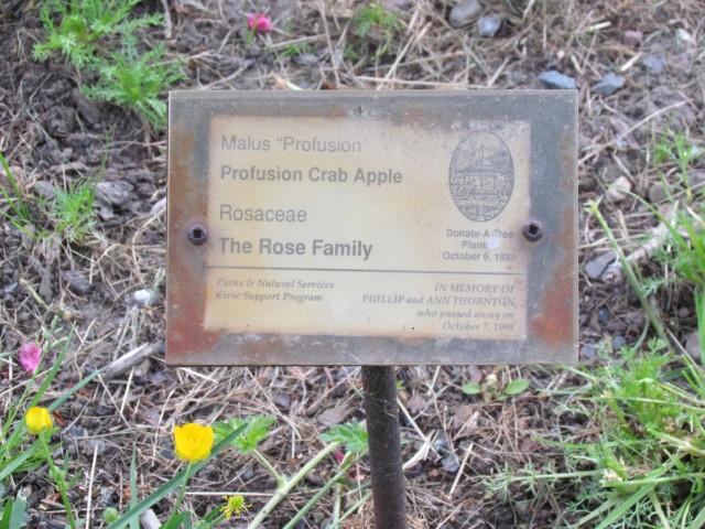 Malus profusion LegacyHalifaxMalusProfusion.JPG