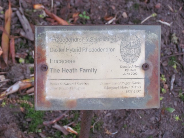 Rhododendron x scintillation LegacyHalifaxRhododendronDexter.JPG