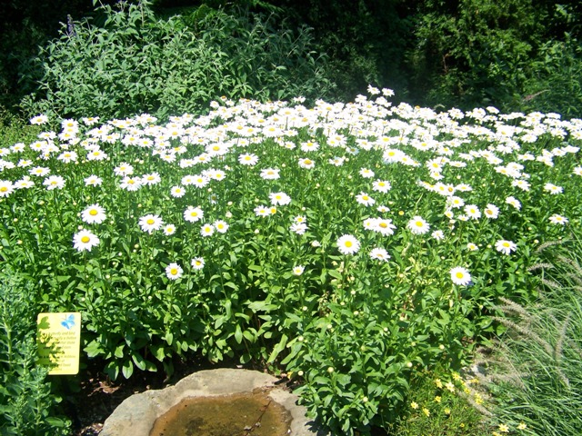 Picture of Leucanthemum x superbum 'Becky' Becky Shasta Daisy