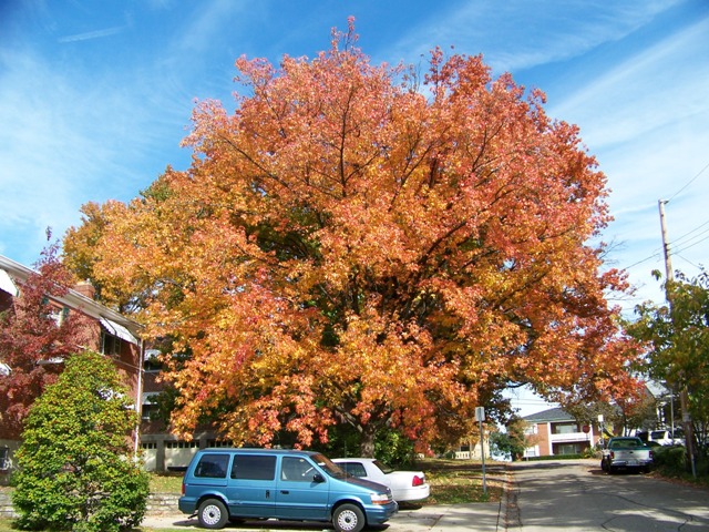Liquidambar styraciflua Liquidambar.Sweetgum.JPG