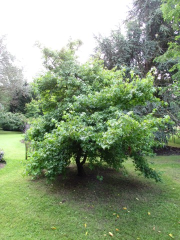 Liquidambar orientalis LiquidambarOrientalisCUBG3.JPG