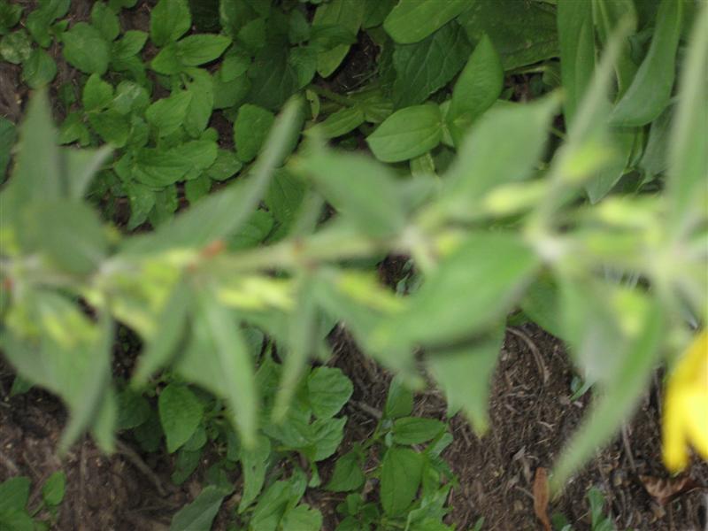 Lysimachia punctata Lysimachia_punctata_four_leaves.JPG