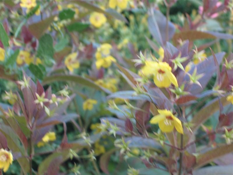 Lysimachia punctata Lysimachia_punctata_purple_tinted_leaf_closeup..JPG