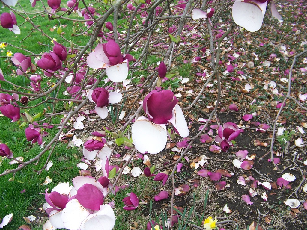 Picture of Magnolia x soulangeana 'Lennei' Lennei Magnolia