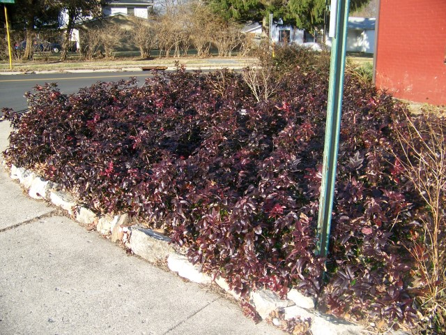 Picture of Mahonia aquifolium 'Compactum' Dwarf Oregon Grapeholly