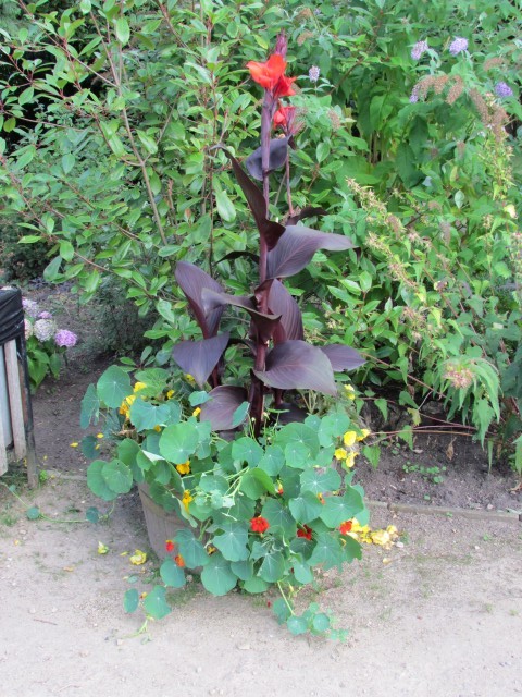 Tropaeolum spp ManCannaNasturtium.JPG