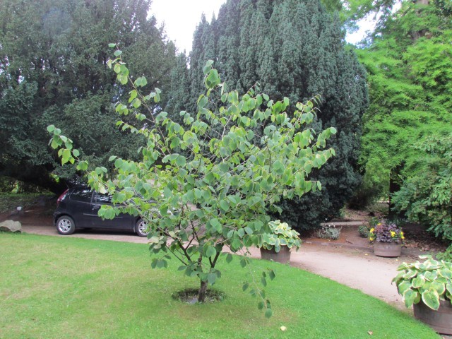 Hamamelis mollis ManHamamelisMollis.JPG