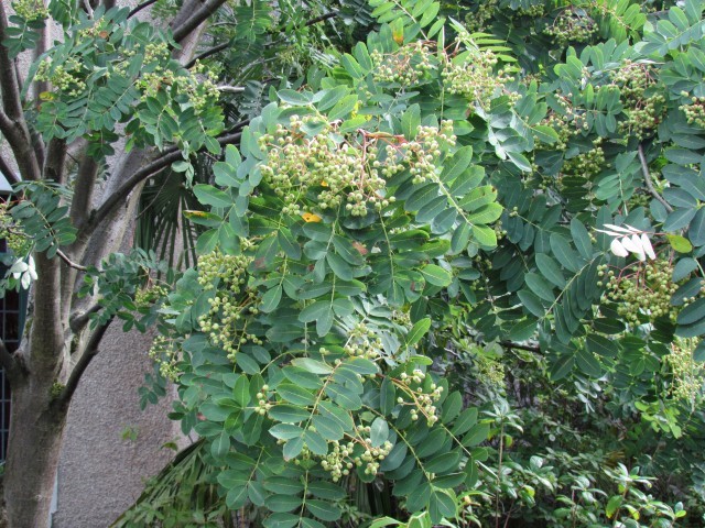 Sorbus cashmiriana ManSorbusCashmiriniaFruitAsndLeaf.JPG