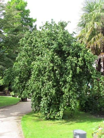 Corylus avellana MeanCorylusAvellanaContortia2.JPG