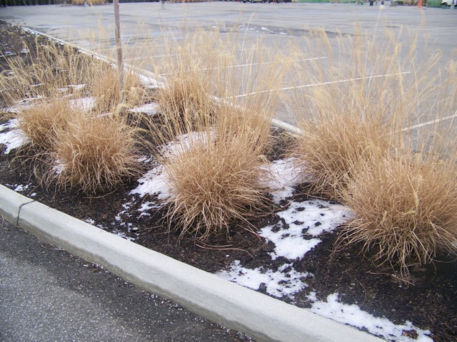 Picture of Miscanthus sinesis 'Morning Light' Morning Light Maiden Grass